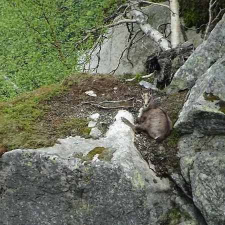 Appartement Les Gentianes Breitenbach-Haut-Rhin